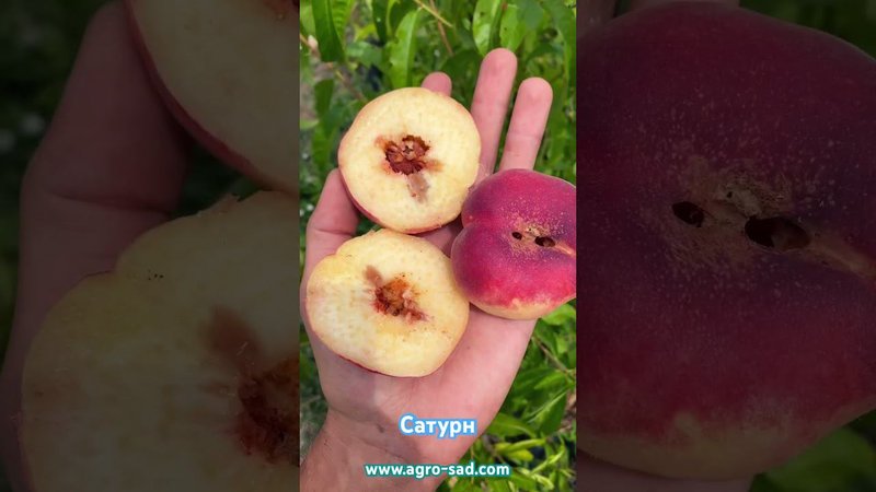 Инжирный Сатурн на Кубани