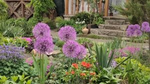 Ампельные ГОРТЕНЗИИ. Френч болеро, Сбежавшая невеста ЦВЕТЕНИЕ.