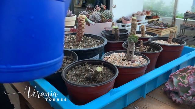 👩🏼🌾 Propagando Echeverias exóticas y de mi colección смотреть онлайн