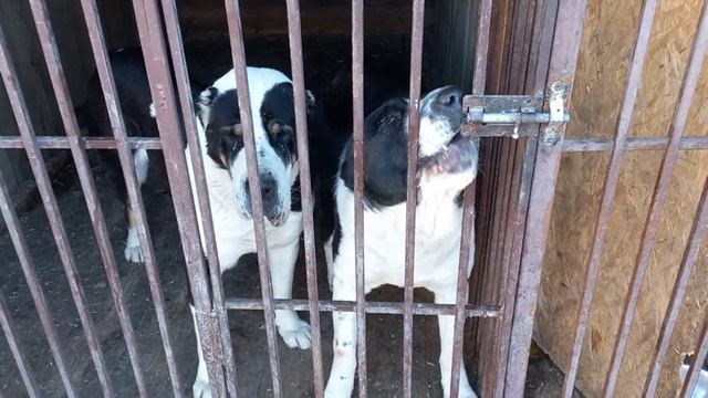 Бугай Алабай. Горе пацана. смотреть онлайн