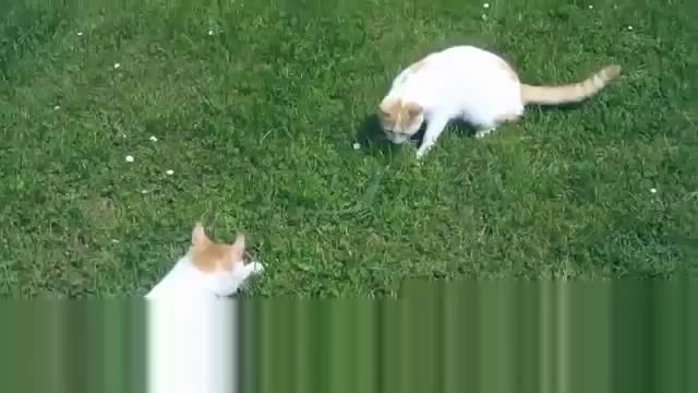 Лучшие приколы про котов,забавный котик,сумасшедший кот