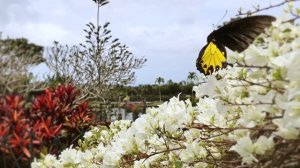 БАЛИ. ЭТО НАДО ВИДЕТЬ! ВУЛКАН И ОЗЕРО БАТУР. BATUR BALI