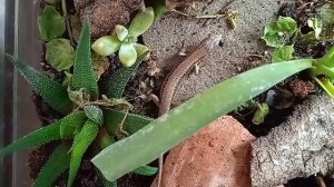 Кормлю своих ящериц|Блог о ящерицах|Ящерица скальная