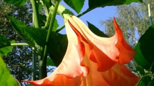 Бругмансия в саду на востоке Подмосковья