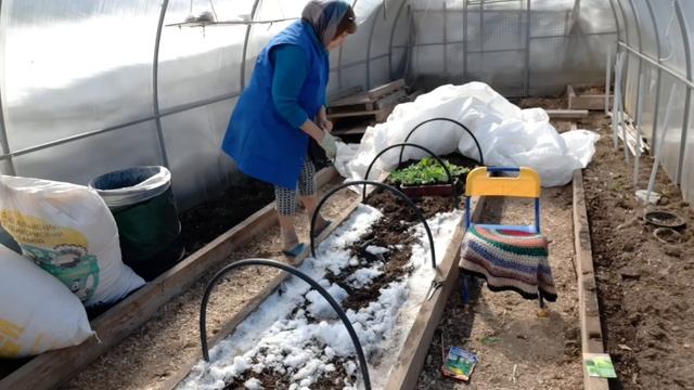 Кур переселила на улицу... Пак чой посеяла в теплицу!!! смотреть онлайн