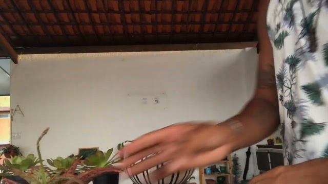 Replantando minha suculenta Aloe смотреть онлайн