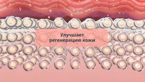 Хитозан: немного истории, особенности, применение.