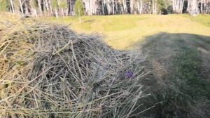 Заготовка сена пресс подборщиком прф-145 начало сезона