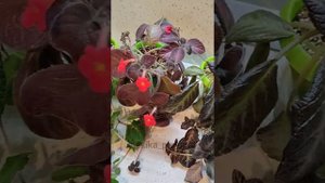 эписция на фитильном поливе