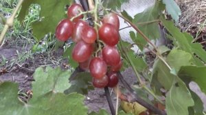 Новинка селекции винограда Голуба Анатолия Алексеевича