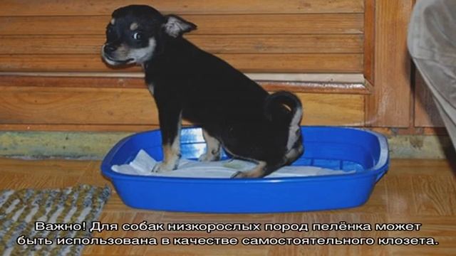 Как приучить той терьера к лотку и пеленке смотреть онлайн
