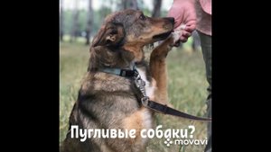 Пугливые собаки в приюте - стоит ли брать?