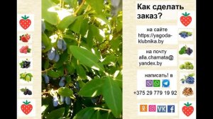 Жимолость Бореал Бист - вкусная голубая сказка.