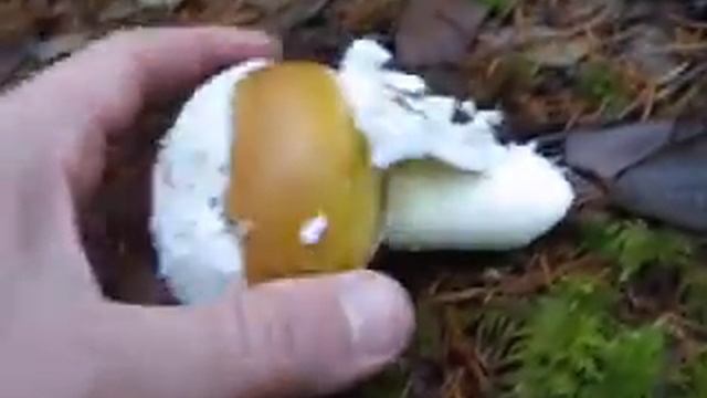 Amanita Eater