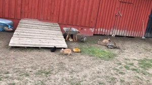Вольерное содержание кроликов ?. Кроликов можно не кормить в током вольере)))