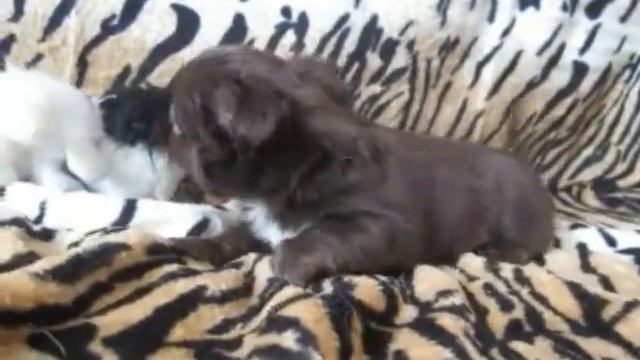 шоколадная доченька смотреть онлайн