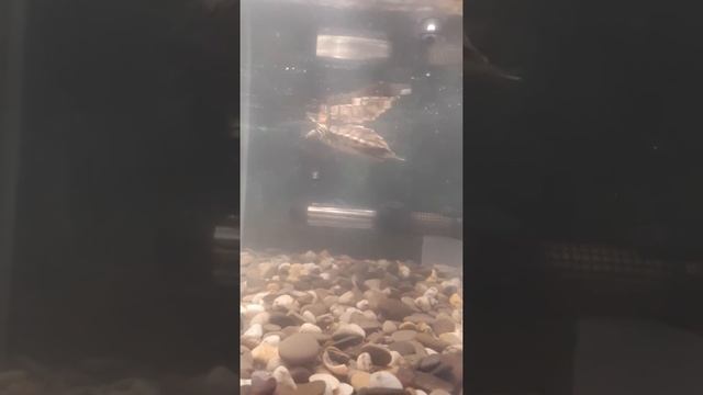 Черепаха красноухая ест живую рыбу смотреть онлайн