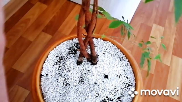 Фикус Бенджамин выжил. А что со вторым? смотреть онлайн