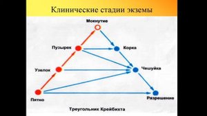 8:00-9:30 Лекция 3  Экзема Прохоров Д В