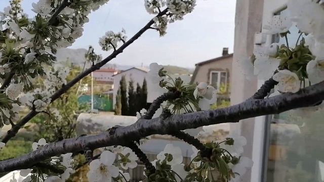 КРЫМ. СУДАК. Село Миндальное. Черешня в цвету. 25 апреля 2022 смотреть онлайн