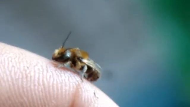 Синяя осмия заселилась в тростниковой трубке (Osmia caerulescens) смотреть онлайн