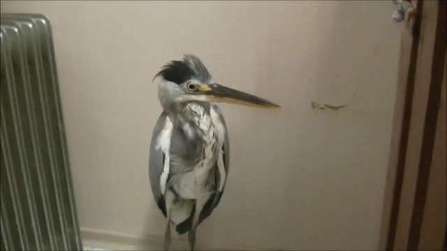 Лечение птиц. На приеме серая цапля.