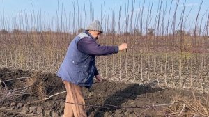 Однолетние саженцы сливы для интенсивного сливового сада.