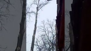 Спил верхушки дерева ( тополь).