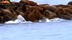 Нападение белых медведей на людей / Белый медведь воспринимает человека как добычу
