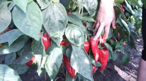 Селекция перцев 2023 от Агрофирмы "Сибирский сад"