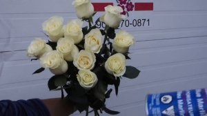 Как сделать  синие розы?