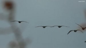 стая птиц в полете над черным морем. flock of birds in flight over the black sea.