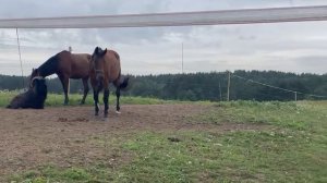 VID-20240819-WA0010.mp4