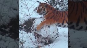 Игрушка для большой кошки