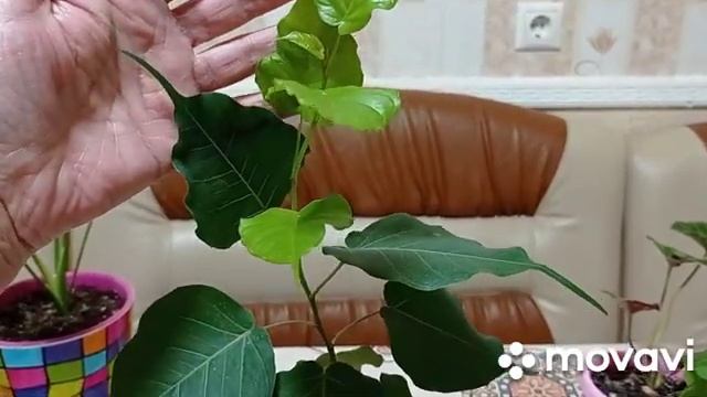 Комнатные цветы. Комнатные растения из семян, прошло десять месяцев.