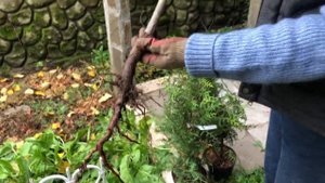 ДЕЛАЕМ ИЗГОРОДЬ ИЗ МОЛОДЫХ СОСЕН