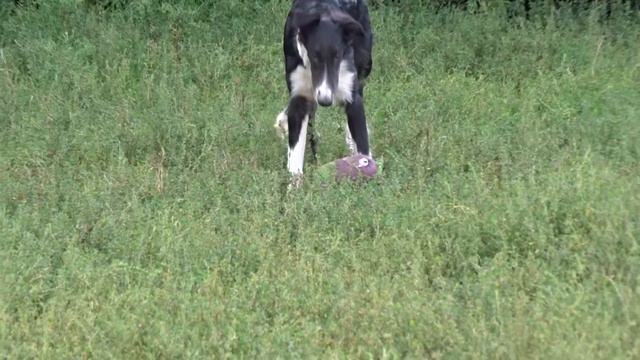 BORZOI PUPPIES / ЩЕНКИ РУССКОЙ ПСОВОЙ БОРЗОЙ