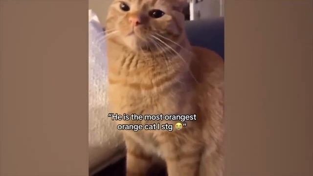 New Funny Videos 2023 ? Cutest Cats And Dogs ?