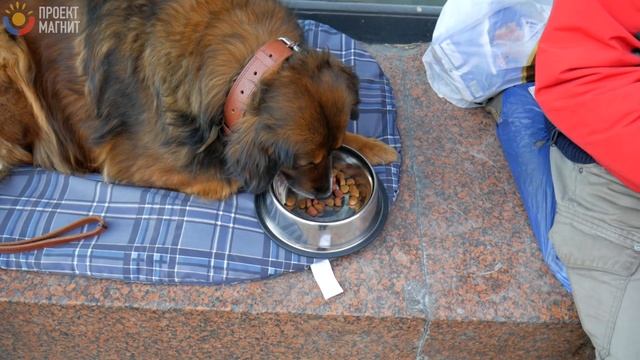 Собака за Миллион долларов! Дело #2 смотреть онлайн