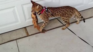 Кот саванна с белкой