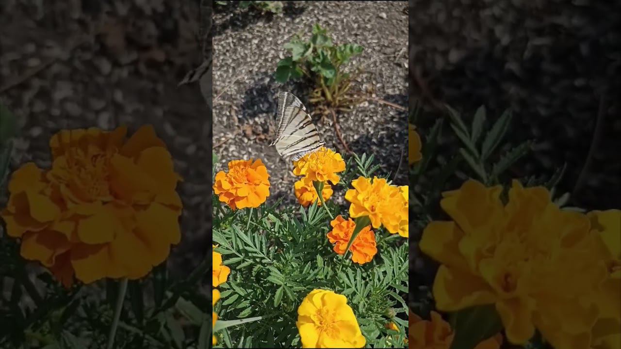 Заснял бабочку на цветке)) #бабочка #butterfly #nature