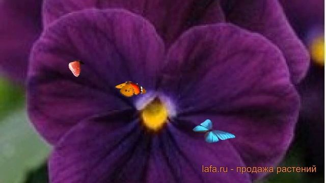 Фиалка рогатая Парпл Имп ? рогатая фиалка Парпл Имп обзор: как сажать, семена фиалки Парпл Имп смотреть онлайн