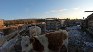 Бычки на продажу 70 голов ,телочки и бычки