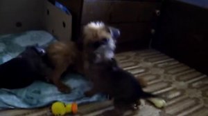 Brussels Griffon puppies/брюссельский гриффон щенки