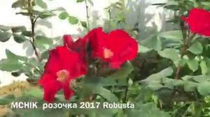 Робуста роза
