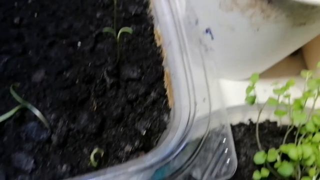 Самый легкий воздухопроницаемый грунт. И какой грунт не понравился. Мой опыт, мое мнение. смотреть онлайн