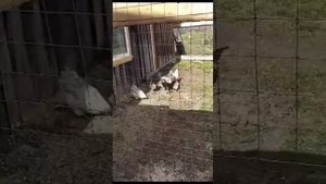 Мои первые куры породы  Лакенданзи. Петух снес яйцо.