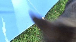 Городская цыпочка в гостях у деревенских. Бабушкины курочки.