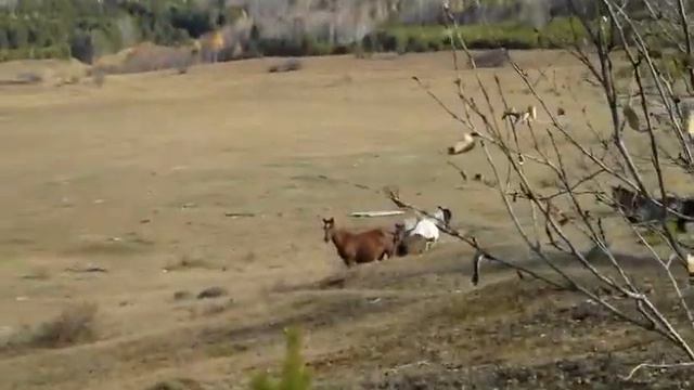 Бурятия. Из лесу вышли лошади. смотреть онлайн