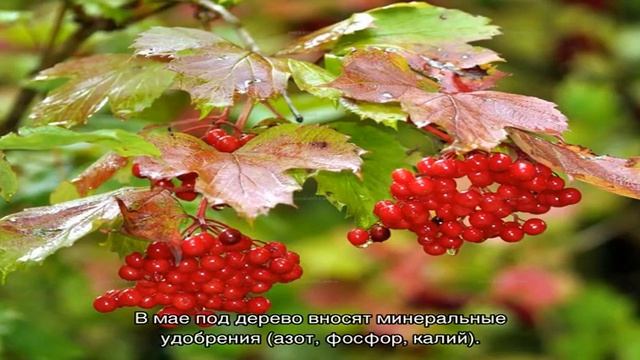 Калина красная это кустарник или дерево — описание